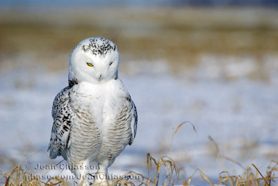 Harfang des Neiges (Snowy Owl)