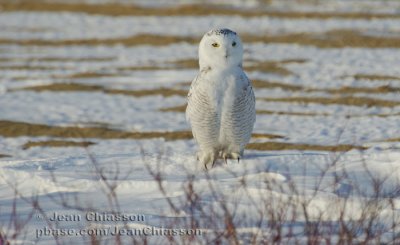 Harfang des Neiges (Snowy Owl)