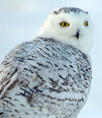 Harfang des Neiges (Snowy Owl)