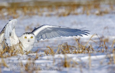 Harfang des Neiges (Snowy Owl)