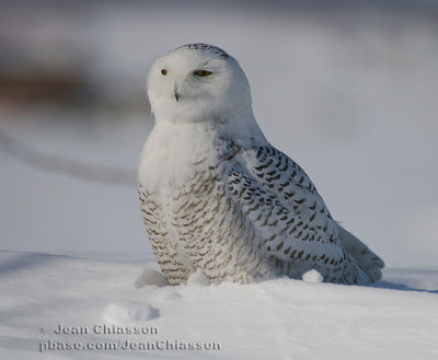 Harfang des Neiges (Snowy Owl)