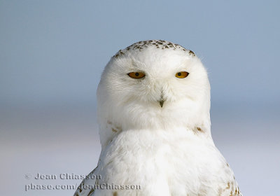 Harfang des Neiges (Snowy Owl)