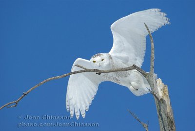 Harfang des Neiges (Snowy Owl)