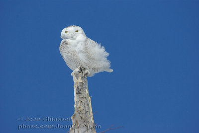 Harfang des Neiges (Snowy Owl)