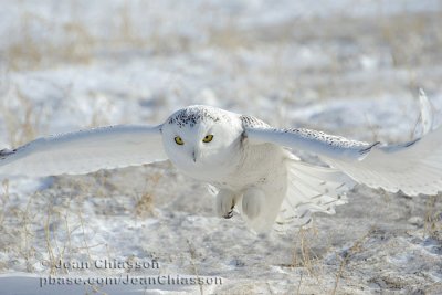 Harfang des Neiges (Snowy Owl