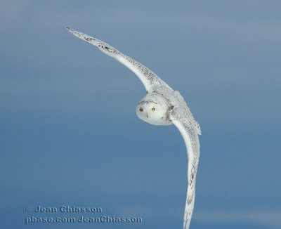 Harfang des Neiges (Snowy Owl