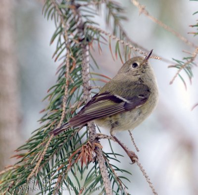 Roitelet  couronne Rubis) Ruby- Crowned Kinglet
