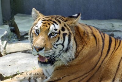 Tigre du Bengale ( Panthera Tigris ) Parc Safari Hemmingford )