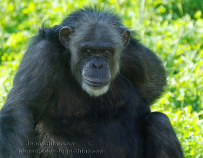 Chimpanz  (  Parc Safari Hemmingford )