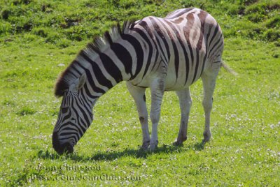 Zbre Equus Burchellii  (  Parc Safari Hemmingford )