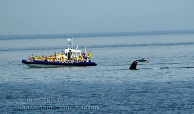 Rorqual  Bosse (Humpback Whale) 11  13 m. jusqu' 16 m. 25   30 tonnes jusqu' 35 tonnes