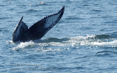 Rorqual  Bosse (Humpback Whale)