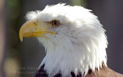 Pygargue  tte blanche (Bald Eagle