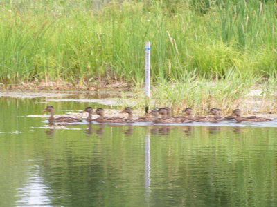 A duck family crosses in front of the kayak.jpg
