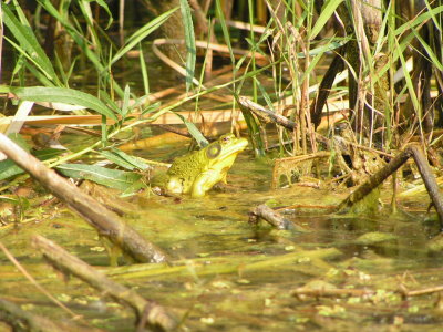 Notice the big frog who we saw from the water.jpg