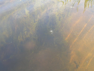 There are lots of clear water plants under the surface.jpg