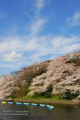 Chidorigafuchi Cherry Blossoms