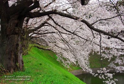 Chidorigafuchi Cherry Blossoms