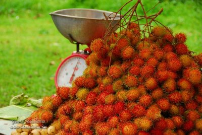 Rambutan