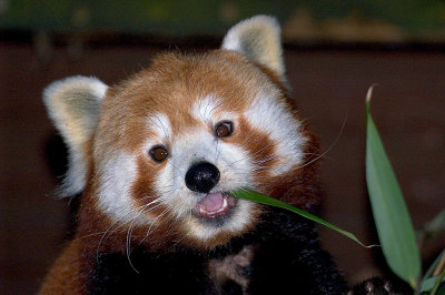 firefox.jpg