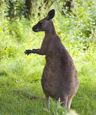 kangaroofota.jpg