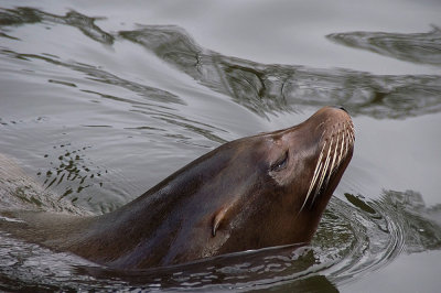 sealion1.jpg