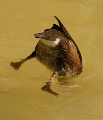bottoms up.jpg