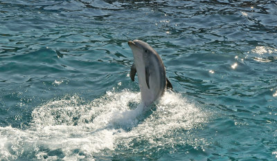 dolphin 1.jpg