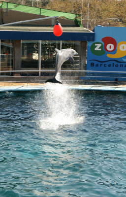 dolphin jump 1.jpg