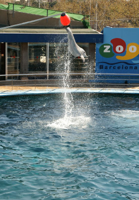 dolphin jump2.jpg