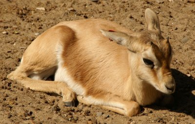 dorcas gazelle.jpg