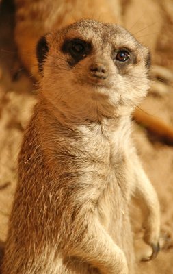 meerkat 2.jpg