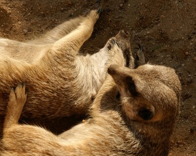 meerkats.jpg