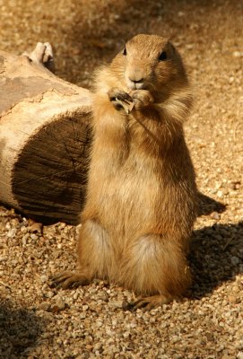 prairie dog.jpg