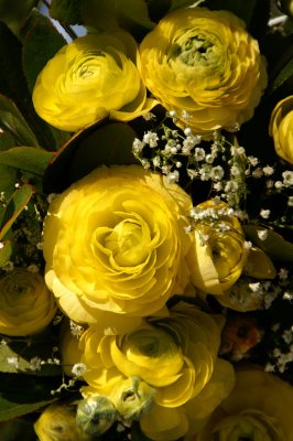 ramblas roses.jpg
