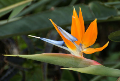 strelitzia.jpg