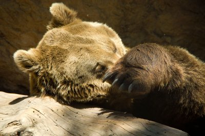 brownbear.jpg