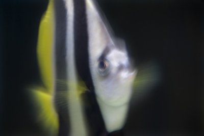 blurryfishsk.JPG