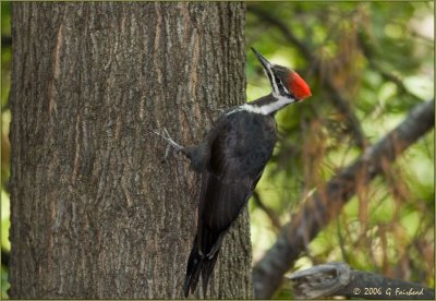 Pileated Woodpecker Juvenile