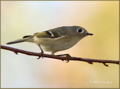 Ruby Crowned Kinglet