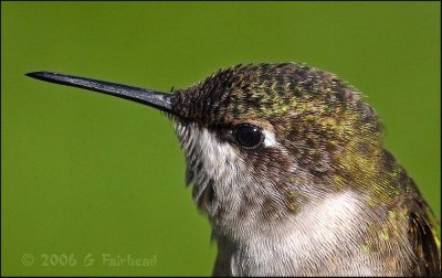 Hummingbird Crop
