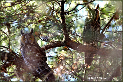 Two-Long-Eared-Owls