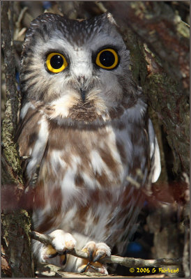 7-inches-of-owl.jpg