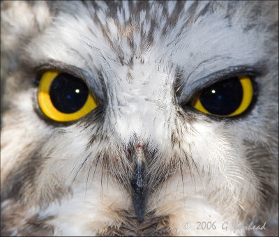 Close up of Norrtern Sawhwet Owl