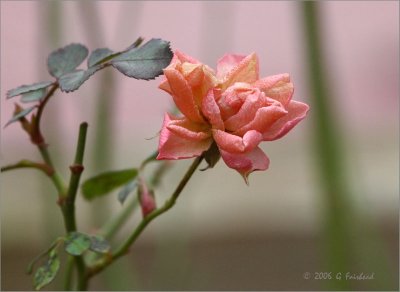 Last-Rose.jpg