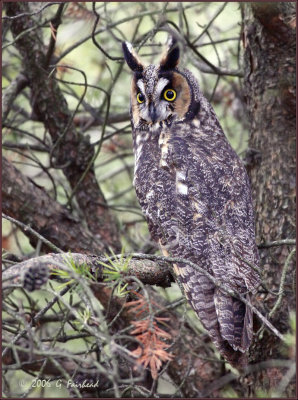 Rare to Find Long Eared Owls in the Open