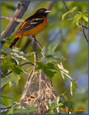 Baltimore Oriole at Nest