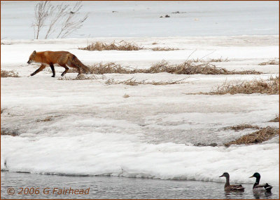 Two Mallards Stalking a Fox