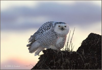 Sunset Snowy Owl