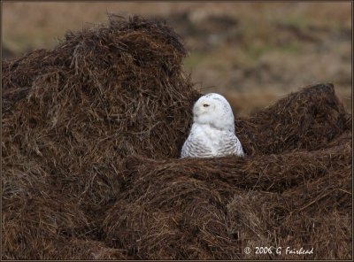 My What a Big Nest You Have :)